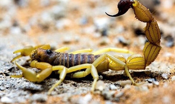 Foto - Mısır'da akrepler caddeleri ve evleri bastı! Ölü ve yaralılar var