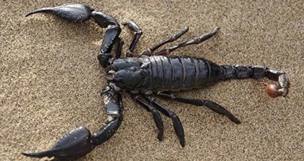 Foto - Mısır'da akrepler caddeleri ve evleri bastı! Ölü ve yaralılar var