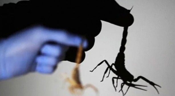 Mısır'da akrepler caddeleri ve evleri bastı! Ölü ve yaralılar var