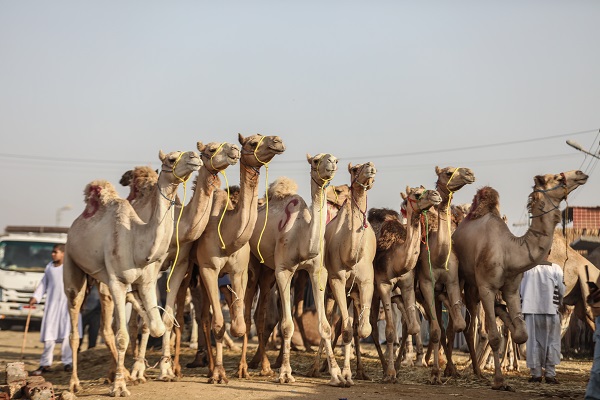 Foto - Mısır’da bayram telaşı başladı