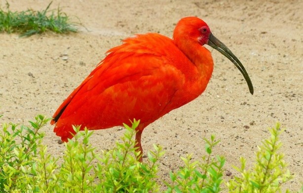 Foto - Mısır'daki 'Yeraltı Hayvan Mezarlığı' gizemini koruyor 