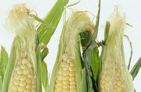 Foto - Mısırın püskülünü atmayın! Mısır püsküllerini böyle kullandığınızda çok şaşıracaksınız...