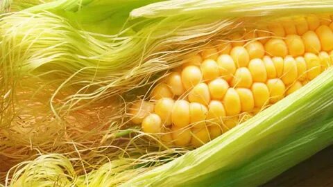 Foto - Mısırın püskülünü atmayın! Mısır püsküllerini böyle kullandığınızda çok şaşıracaksınız...