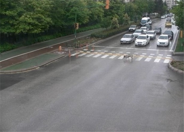 MOBESE'ye takılan sıra dışı anlar