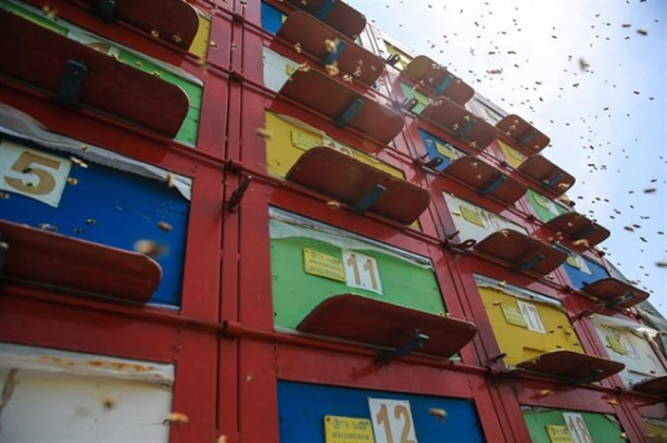 Foto - Mobil arıcılık sistemiyle doğal bal üretiyor