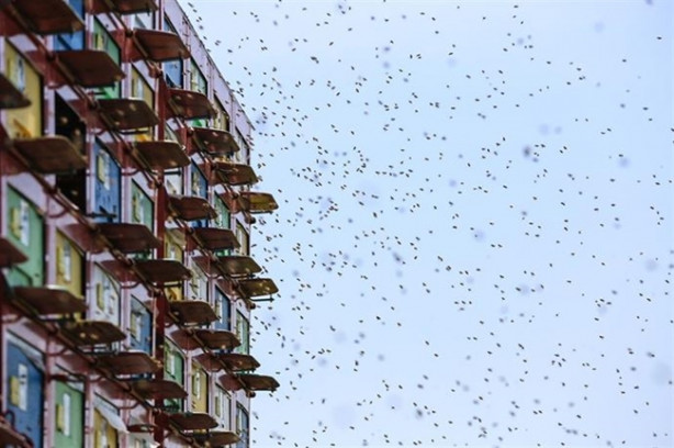 Foto - Mobil arıcılık sistemiyle doğal bal üretiyor