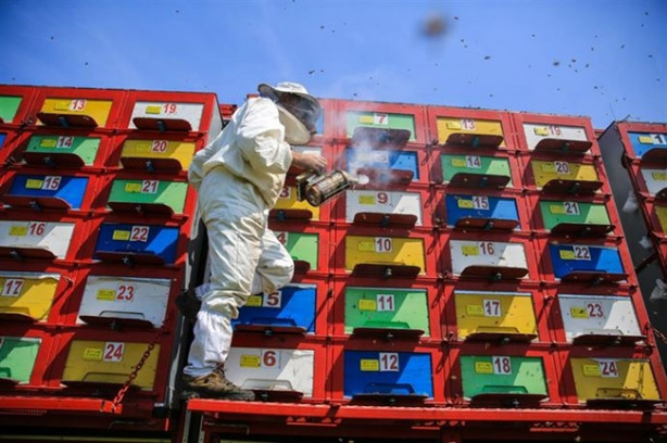 Foto - Mobil arıcılık sistemiyle doğal bal üretiyor