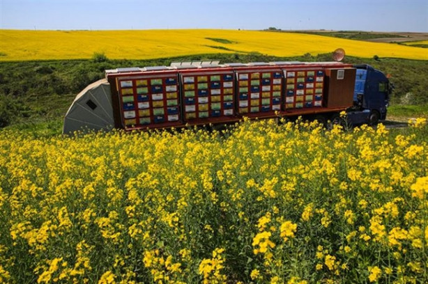 Foto - Mobil arıcılık sistemiyle doğal bal üretiyor