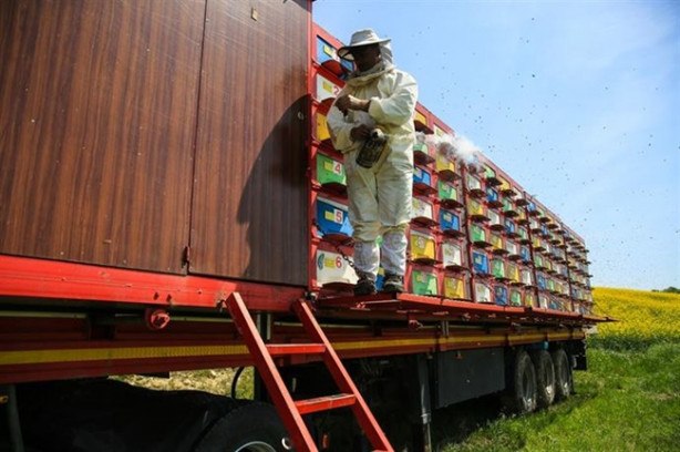 Foto - Mobil arıcılık sistemiyle doğal bal üretiyor