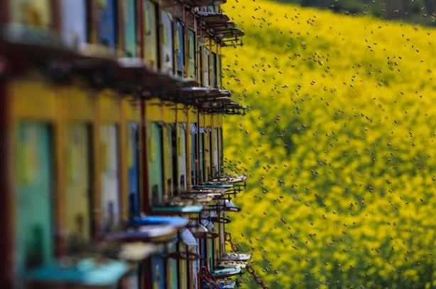 Foto - Mobil arıcılık sistemiyle doğal bal üretiyor