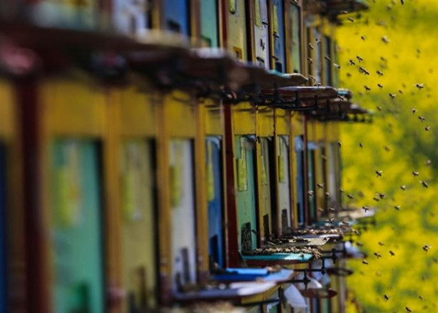 Foto - Mobil arıcılık sistemiyle doğal bal üretiyor