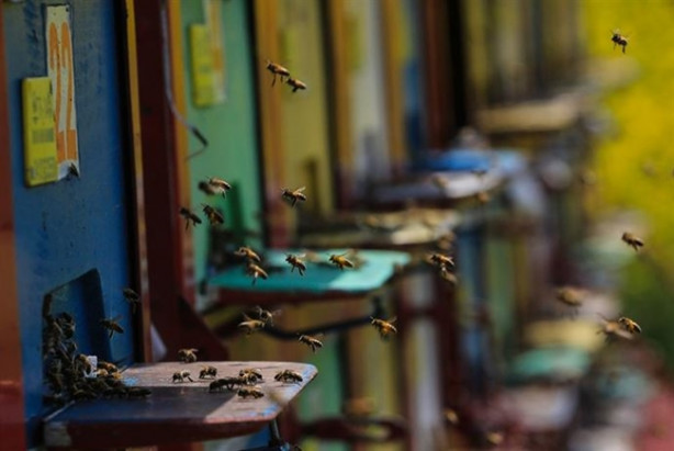 Foto - Mobil arıcılık sistemiyle doğal bal üretiyor