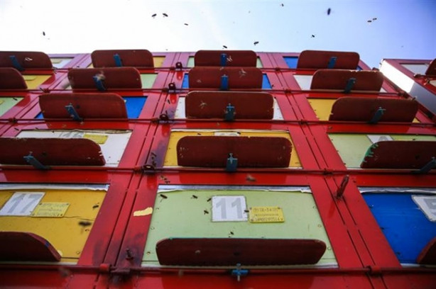 Foto - Mobil arıcılık sistemiyle doğal bal üretiyor