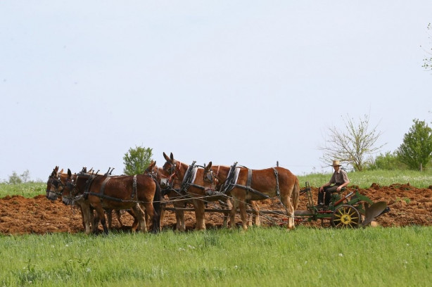Foto - Modernizmi reddeden halk: Amishler!