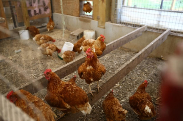 Foto - Modernizmi reddeden halk: Amishler!