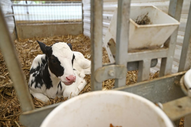 Foto - Modernizmi reddeden halk: Amishler!