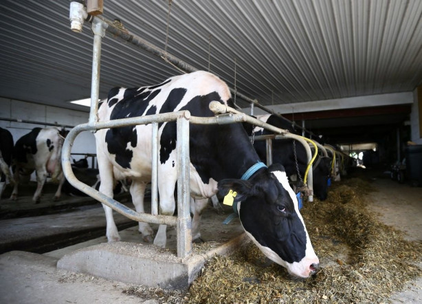 Foto - Modernizmi reddeden halk: Amishler!