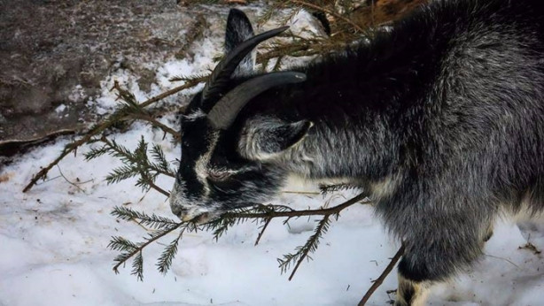 Foto - Modern hayatı ve teknolojiyi reddetti! Bakın nasıl yaşıyor...