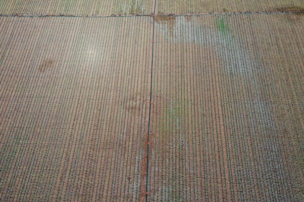 Foto - Modern sulama sistemleriyle yaklaşık 87 bin olimpik havuzluk su tasarrufu!