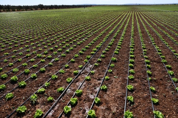 Foto - Modern sulama sistemleriyle yaklaşık 87 bin olimpik havuzluk su tasarrufu!