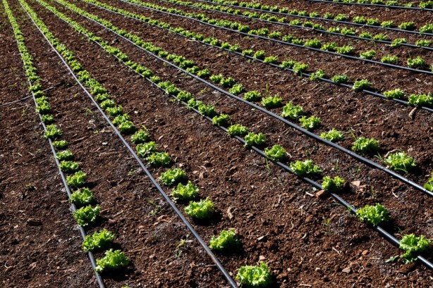 Foto - Modern sulama sistemleriyle yaklaşık 87 bin olimpik havuzluk su tasarrufu!