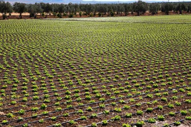 Foto - Modern sulama sistemleriyle yaklaşık 87 bin olimpik havuzluk su tasarrufu!