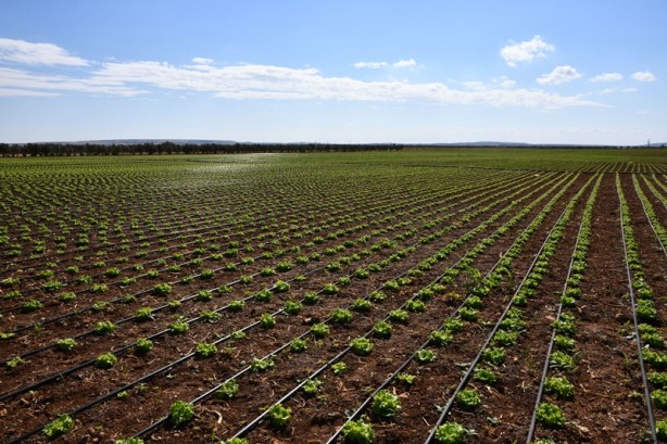 Modern sulama sistemleriyle yaklaşık 87 bin olimpik havuzluk su tasarrufu!