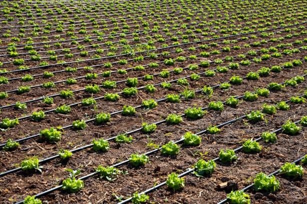 Foto - Modern sulama sistemleriyle yaklaşık 87 bin olimpik havuzluk su tasarrufu!