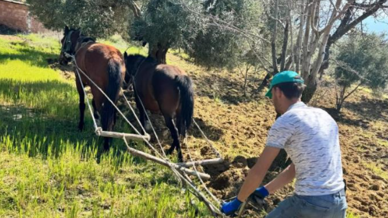 Modern tarıma meydan okuyan yöntem: Zeytinliğini atlarla sürüyor