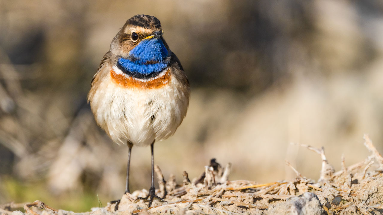Foto - Mogan Gölü'nün misafirleri geldi! Sessiz göçün hikayesi