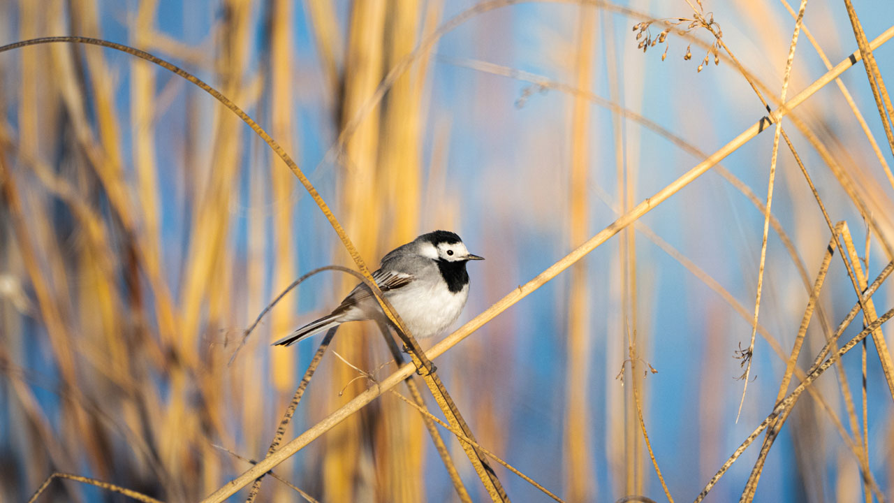 Foto - Mogan Gölü'nün misafirleri geldi! Sessiz göçün hikayesi