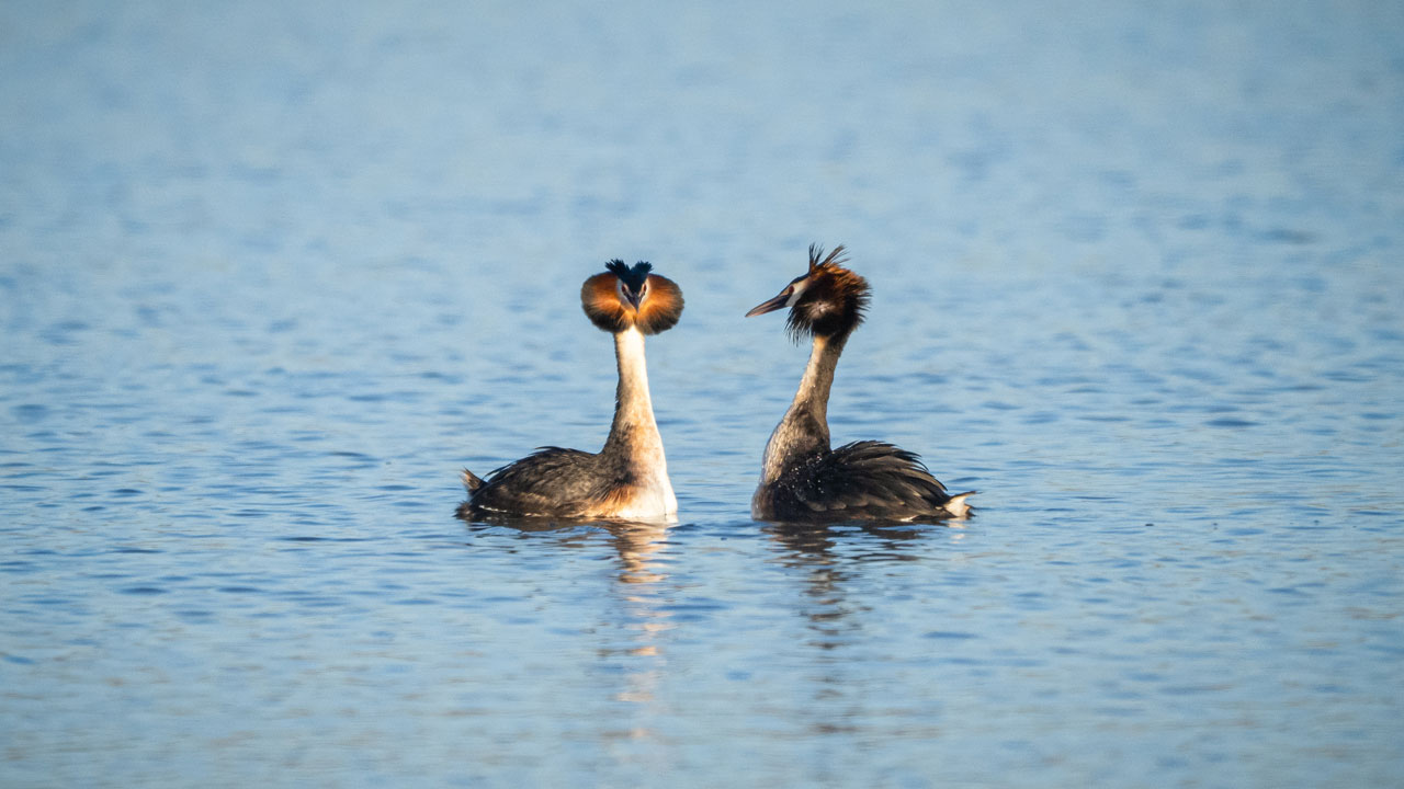 Foto - Mogan Gölü'nün misafirleri geldi! Sessiz göçün hikayesi