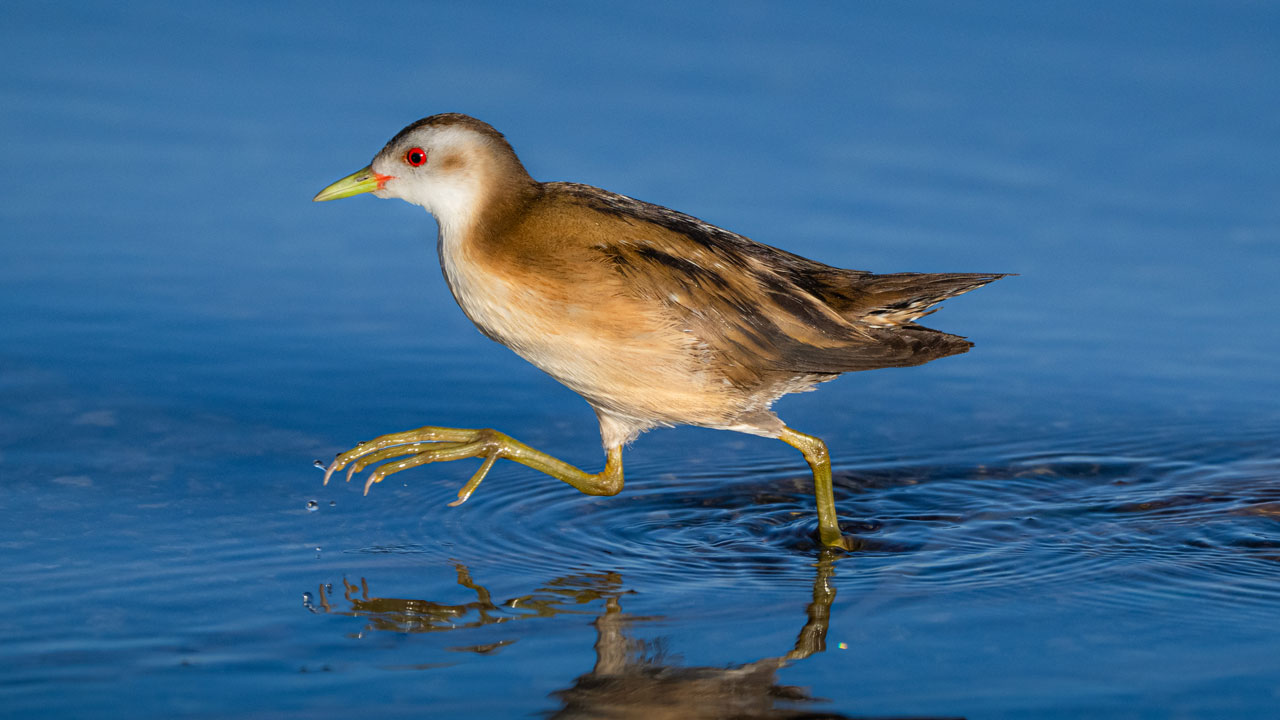 Mogan Gölü'nün misafirleri geldi! Sessiz göçün hikayesi