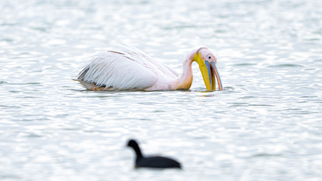 Foto - Mogan Gölü'nün misafirleri geldi! Sessiz göçün hikayesi
