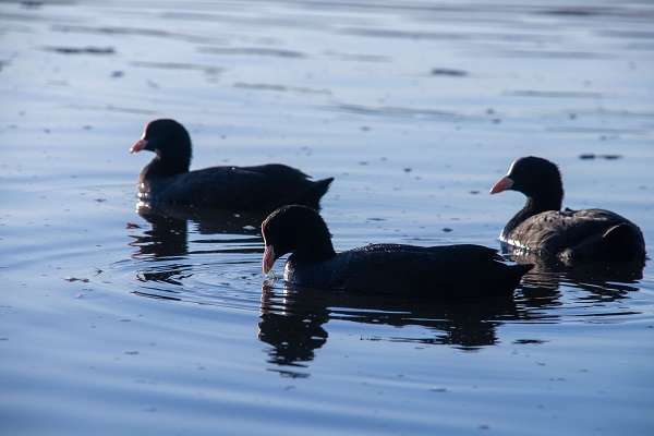 Foto - Mogan Gölü'nün sakarmekeleri