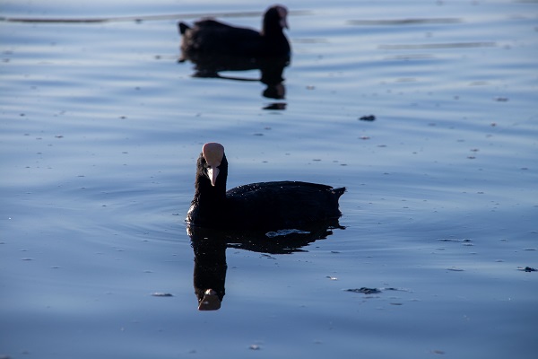Foto - Mogan Gölü'nün sakarmekeleri
