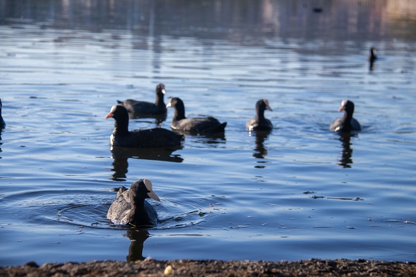 Foto - Mogan Gölü'nün sakarmekeleri