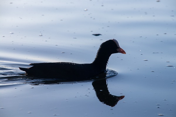 Foto - Mogan Gölü'nün sakarmekeleri