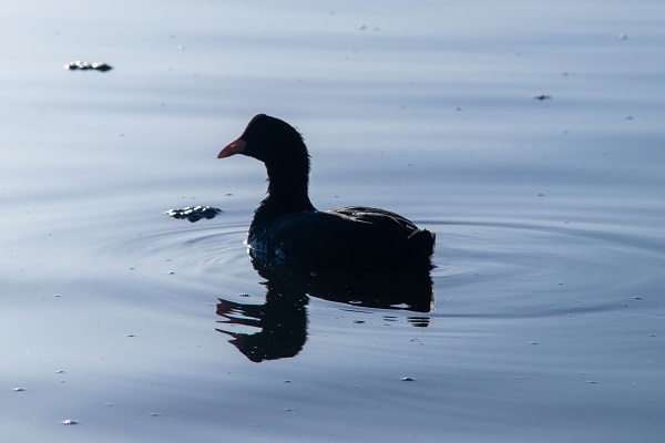 Foto - Mogan Gölü'nün sakarmekeleri