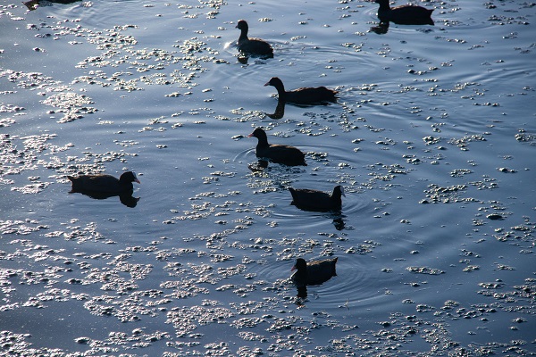 Foto - Mogan Gölü'nün sakarmekeleri