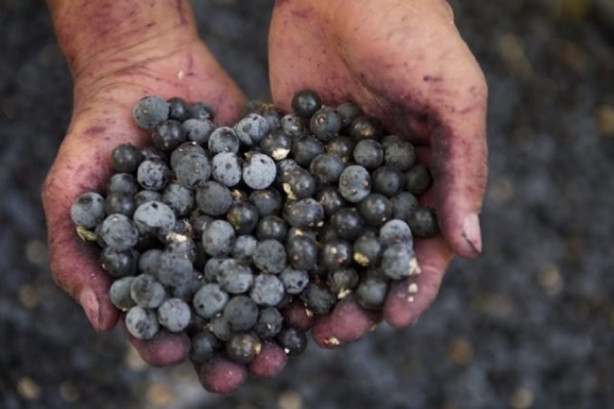 Foto - Mor besinler kanseri önlüyor!