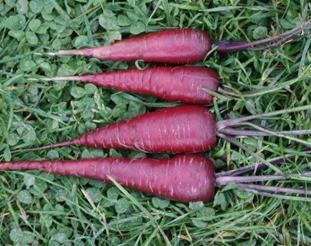 Foto - Mor besinler kanseri önlüyor!