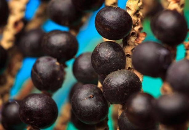 Foto - Mor besinler kanseri önlüyor!