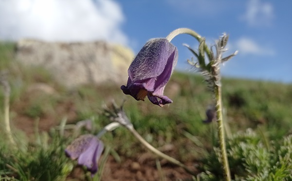 Mor laleler görsel şölen yaşattı