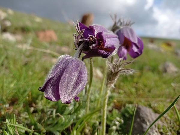 Foto - Mor laleler görsel şölen yaşattı
