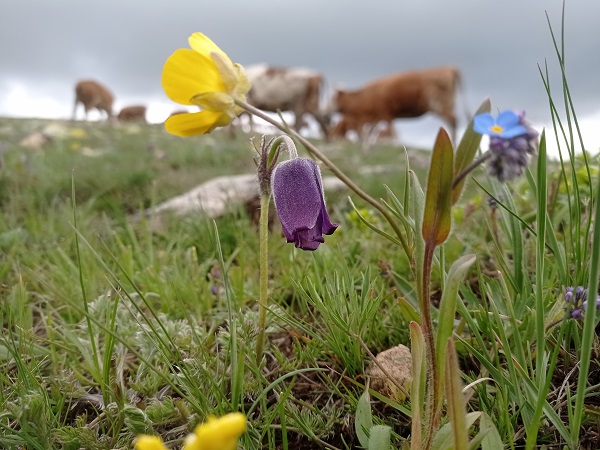 Foto - Mor laleler görsel şölen yaşattı