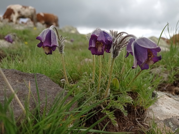 Foto - Mor laleler görsel şölen yaşattı