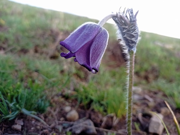 Foto - Mor laleler görsel şölen yaşattı