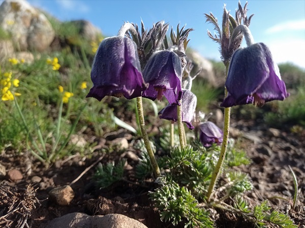 Foto - Mor laleler görsel şölen yaşattı