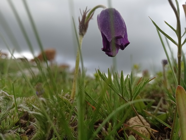 Foto - Mor laleler görsel şölen yaşattı